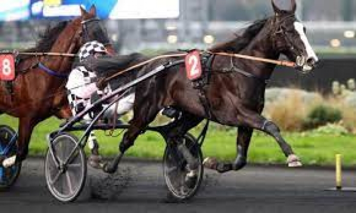 Vends-saillie-KARLITO-(Ready-Cash--Carlita-par-Rombaldi)