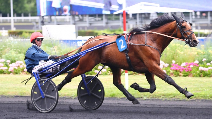 Vends-saillie-LANCIER-DU-GOUTIER-(Ready-Cash--Elissi-James-par-Love-You)