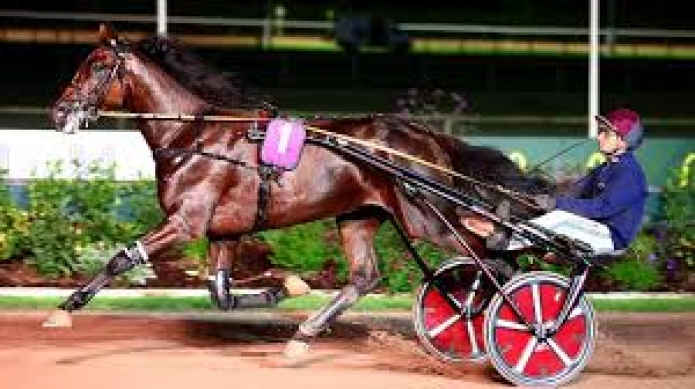 Vends-saillie-LITTLE-BROWN-(Goetmals-Wood--Blue-Grass-par-Ready-Cash)