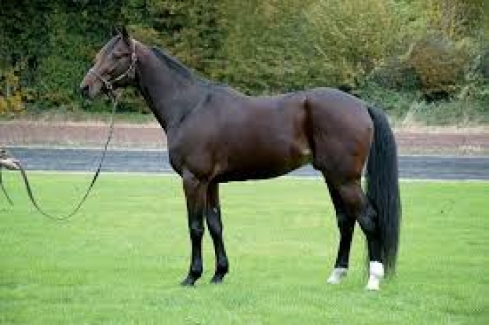 Vends-saillie-MAGNIFICENT-RODNEY-(Coktail-Jet--Bodomie-par-Podosis)