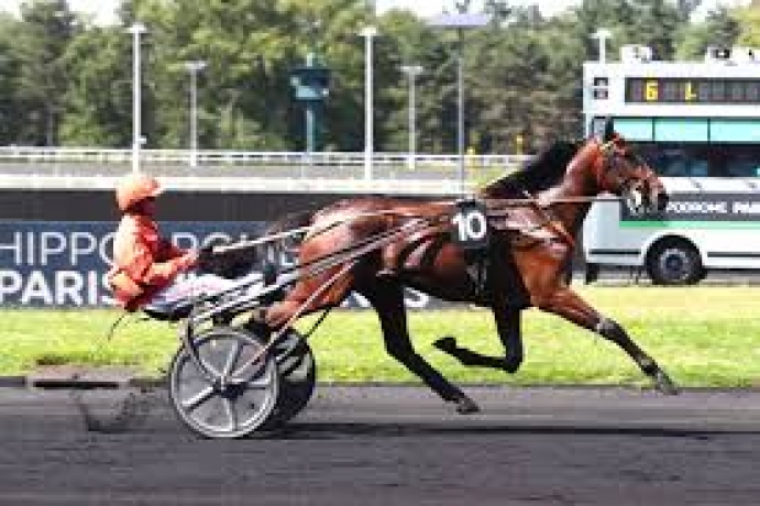 Vends-saillie-MAGNUM-DE-CHOQUEL-(Hohneck--Popinee-de-Tembia-par-Goetmals-Wood)