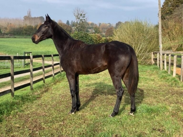 Jument-ideale-mere-porteuse