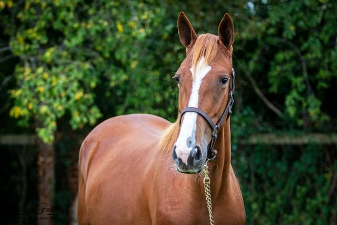 Pension-elevage-dans-le-pays-d-Auge-4