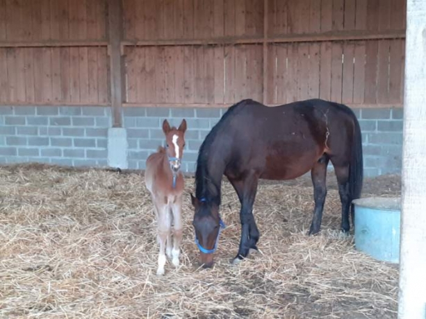 Pension-elevage-dans-le-pays-d-Auge-3