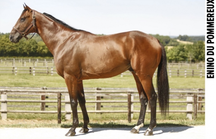 Saillie-Enino-du-Pommereux