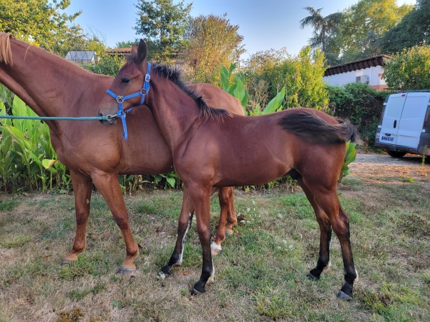 proprietaire-propose-association-sur-poulain