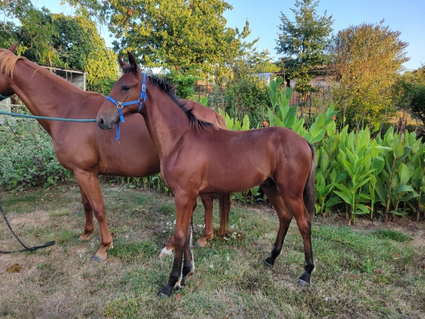 proprietaire-propose-association-sur-poulain-1