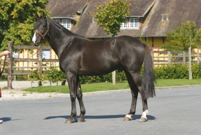 Vends-saillie-ORLANDO-VICI-(Quadrophenio--Irlande-du-Nord-par-Workaholic)