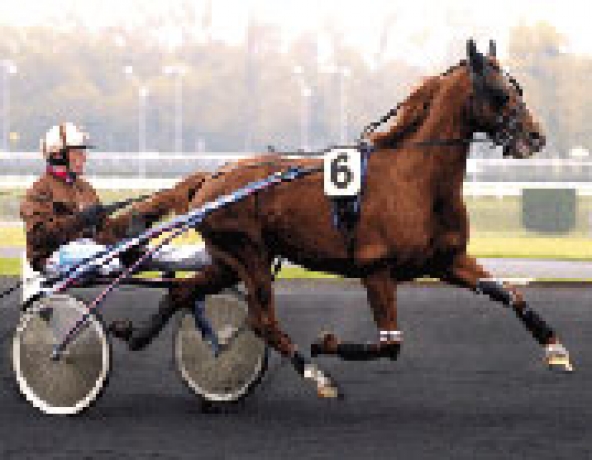 Vends-saillie-PRINCE-GEDE-(Sancho-Panca--Favorite-Gede-par-Jiosco)