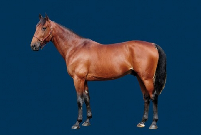 Vends-saillie-QUAKER-JET-(Love-You--Jenny-Jet-par-Dahir-de-Prelong)