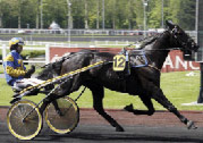 Vends-saillie-QUARO-(Kiwi--Encombevineuse-par-Workaholic)