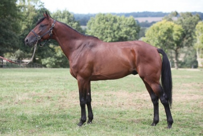 Vends-saillie-TIEGO-D-ETANG-(Chaillot--Harolene-par-Vroum-d-Or)