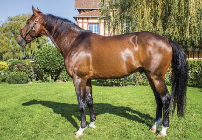 Vends-saillie-UN-MEC-D-HERIPRE-(Orlando-Vici--I-Love-You-Darling-par-Buvetier-d-Aunou)