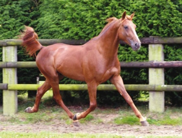 Vends-saillie-UNICLOVE-(Look-de-Star--Linda-Somolli-par-Workaholic)