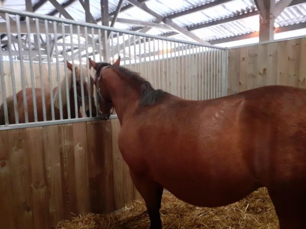 Pension-elevage-dans-le-pays-d-Auge-2