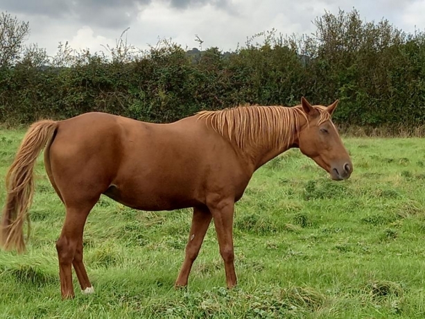 Pension-elevage-dans-le-pays-d-Auge-0