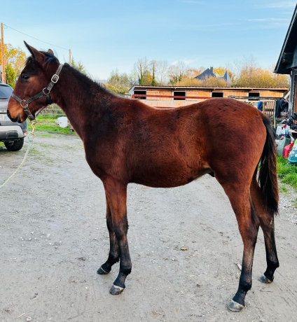 Yearling-par-Kamehameha-1