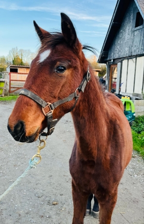 Yearling-par-Kamehameha