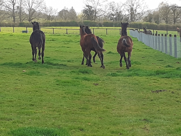 Plusieurs-poulains-et-pouliches-P