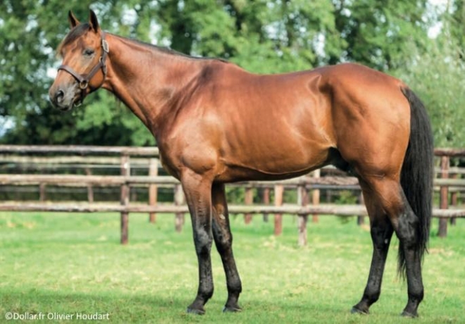 Vend-saillies-Joyner-sport-(-Dollar-Macker---Carla-du-Padoueng-)