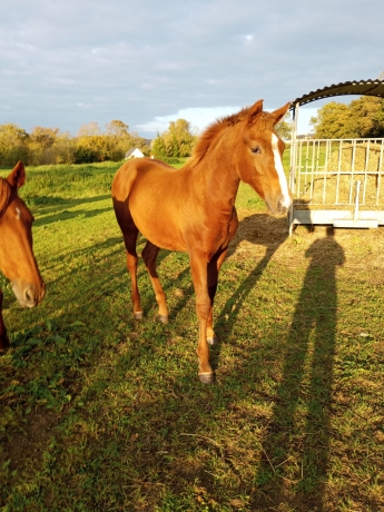 A-vendre-Pouliche-N-par-Gout-Baroque-1