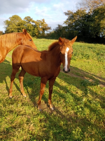 A-vendre-Pouliche-N-par-Gout-Baroque-0