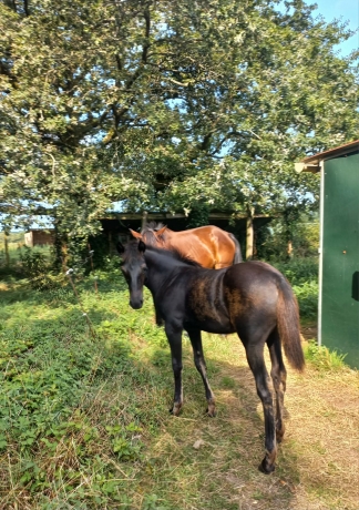 Pialotta-Kerlebert-0