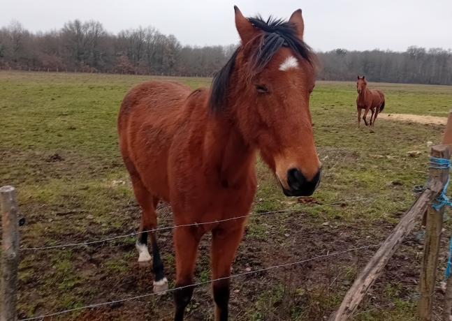 Vends-N-par-Hooker-Berry