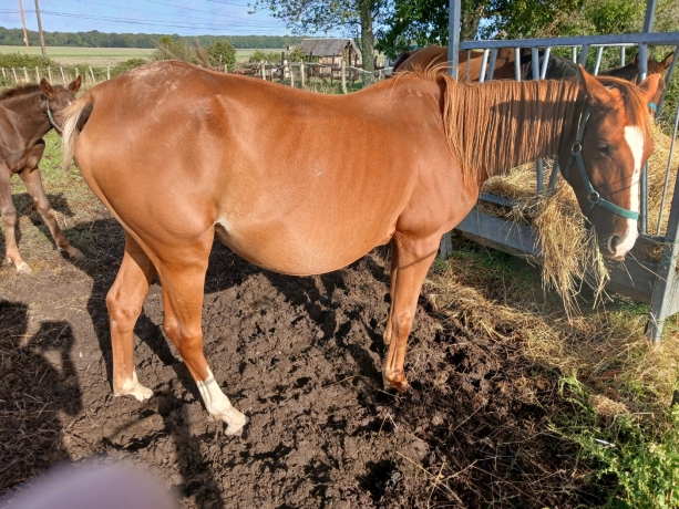 Pouliniere-pleine-de-Gospel-Pat