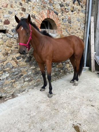 Pouliche-3-ans-a-vendre