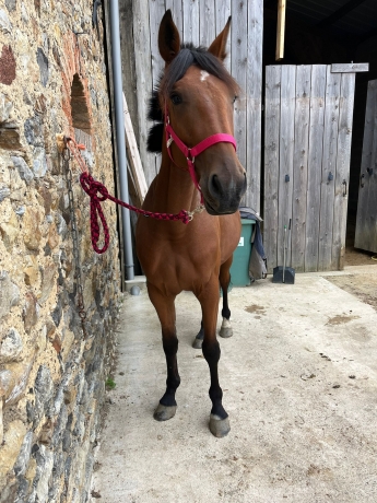 Pouliche-3-ans-a-vendre-1