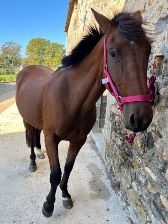 Pouliche-3-ans-a-vendre-0