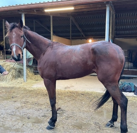 cede-M-1820€-DE-Gains