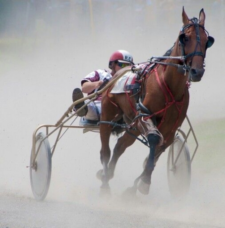 cherches-pouliches-ou-juments-de-reformes-pour-pouliniere-3-a-13-ans