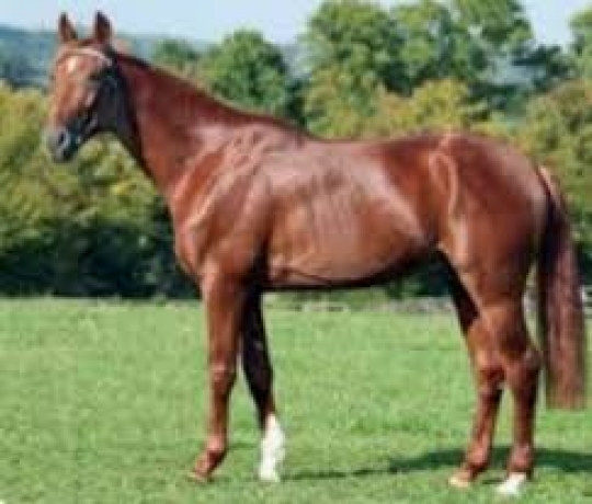 Saillie-Un-Amour-D-Haufor-0