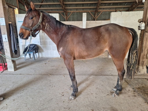 Vends-Jument-6-ans-sortant-de-l-entrainement-1-14-Vincennes-par-ECU-PIERJI