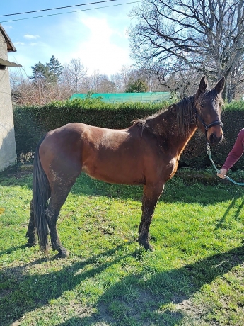 TF-jument-3-ans-0