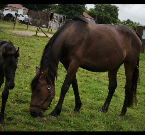 Kevas-des-Yolais--souche-maternelle-solide--fertillite-confirme-3