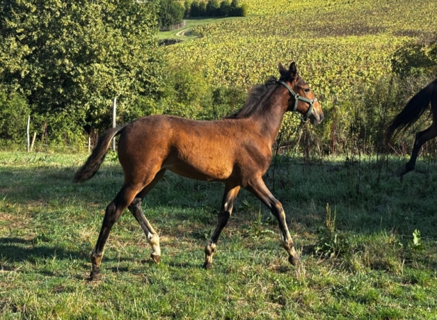 Cede-pouliche-P-a-petit-prix