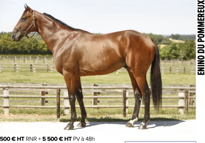 Saillie-2026-Enino-du-Pommereux-0