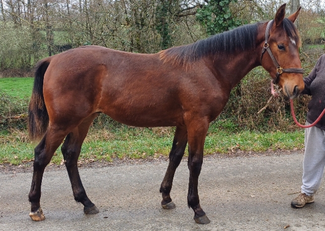 Vend-poulain-P-par-DOLLAR-MACKER-et-mere-1iere-categorie