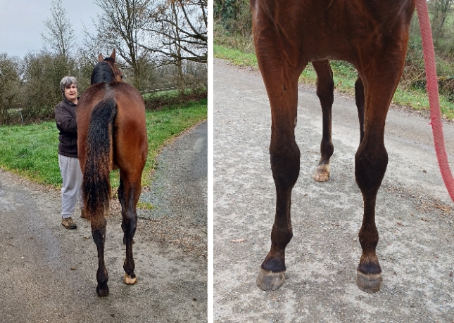 Vend-poulain-P-par-DOLLAR-MACKER-et-mere-1iere-categorie-3