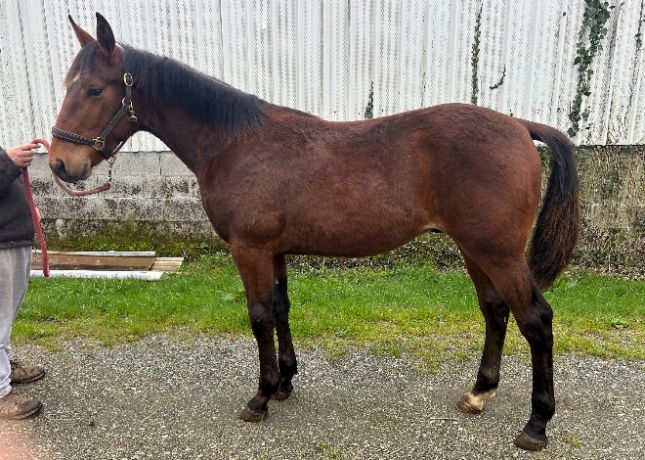 Vend-poulain-P-par-DOLLAR-MACKER-et-mere-1iere-categorie-1