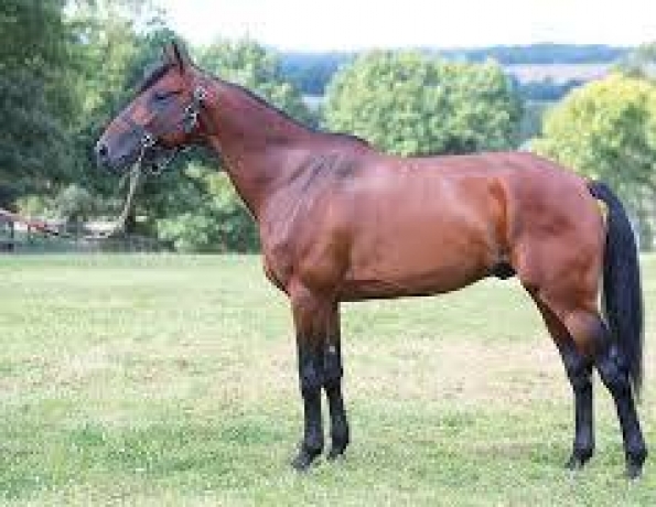 Saillie-Tiago-d-etang-0