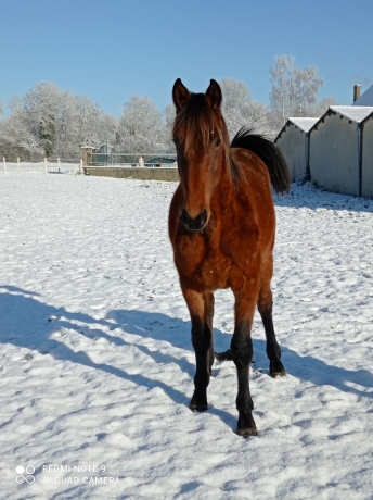 Poulain-O-par-Rodrigo-Jet-1