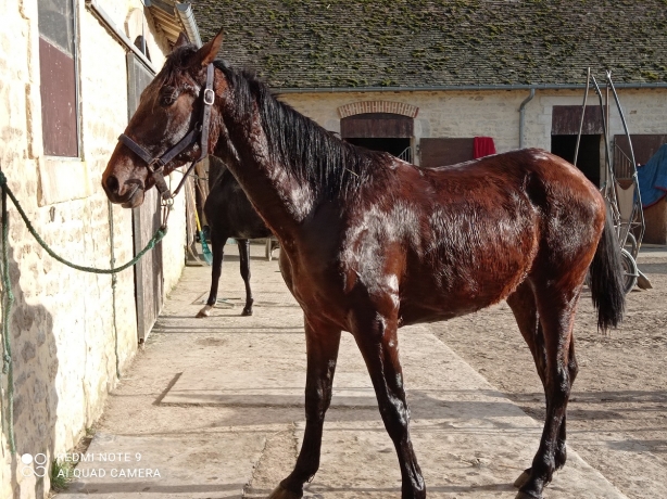 Poulain-O-par-Rodrigo-Jet-0