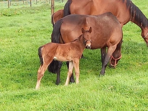 Pension-elevage-dans-le-pays-d-Auge-0
