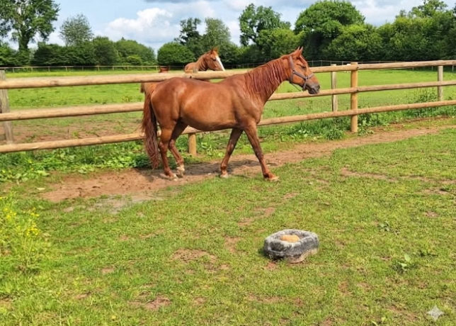 cede-gratuitement-une-pouliniere-pour-compagnie