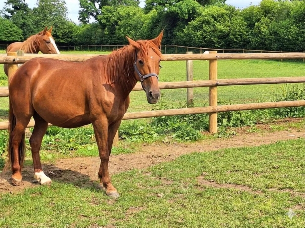 cede-gratuitement-une-pouliniere-pour-compagnie-0