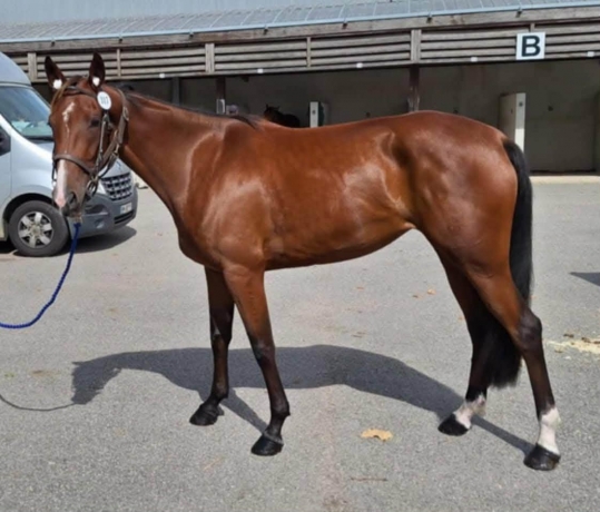 Cede-« Meryl-de-boup »